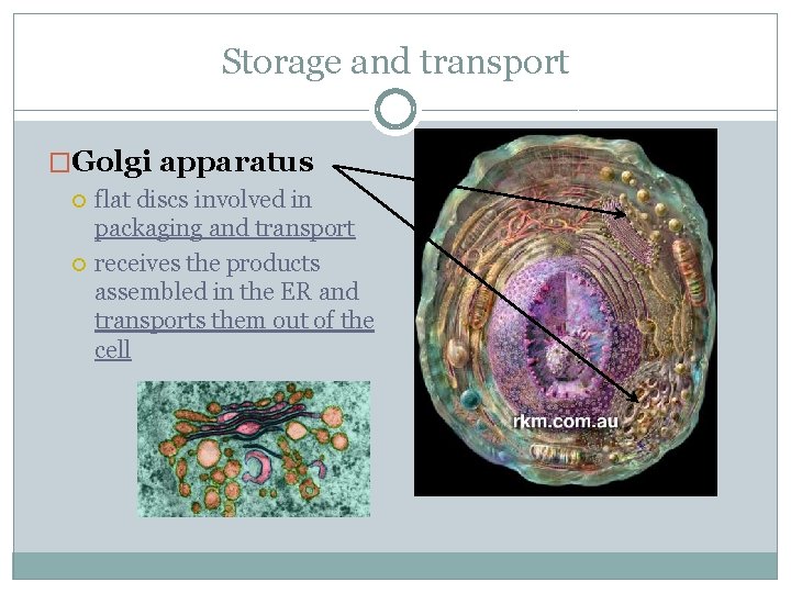 Storage and transport �Golgi apparatus flat discs involved in packaging and transport receives the