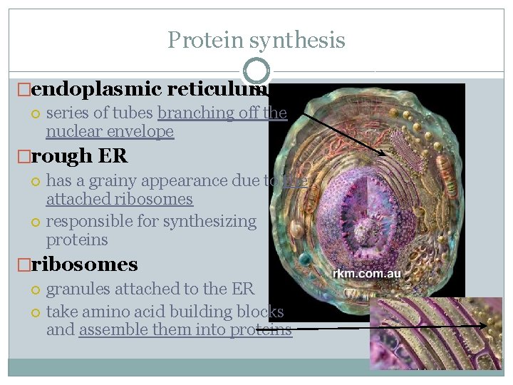 Protein synthesis �endoplasmic reticulum series of tubes branching off the nuclear envelope �rough ER