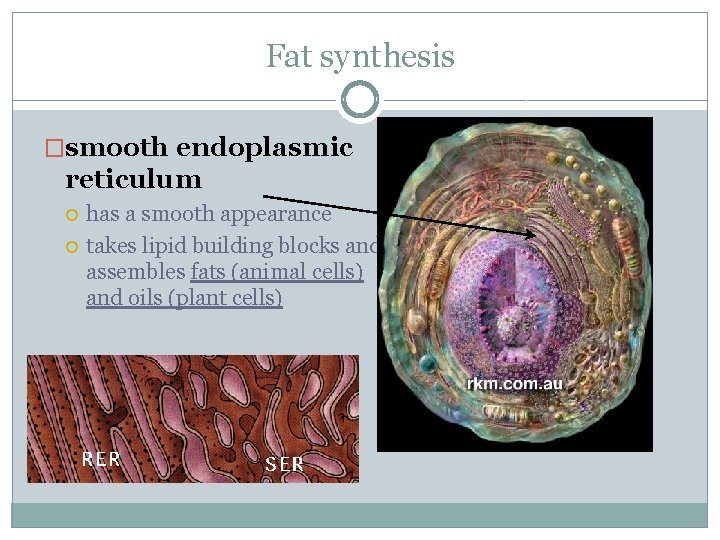 Fat synthesis �smooth endoplasmic reticulum has a smooth appearance takes lipid building blocks and