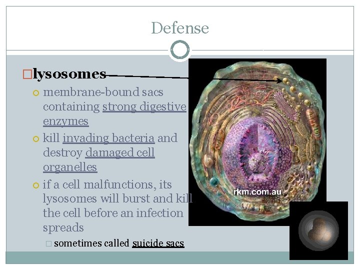 Defense �lysosomes membrane-bound sacs containing strong digestive enzymes kill invading bacteria and destroy damaged
