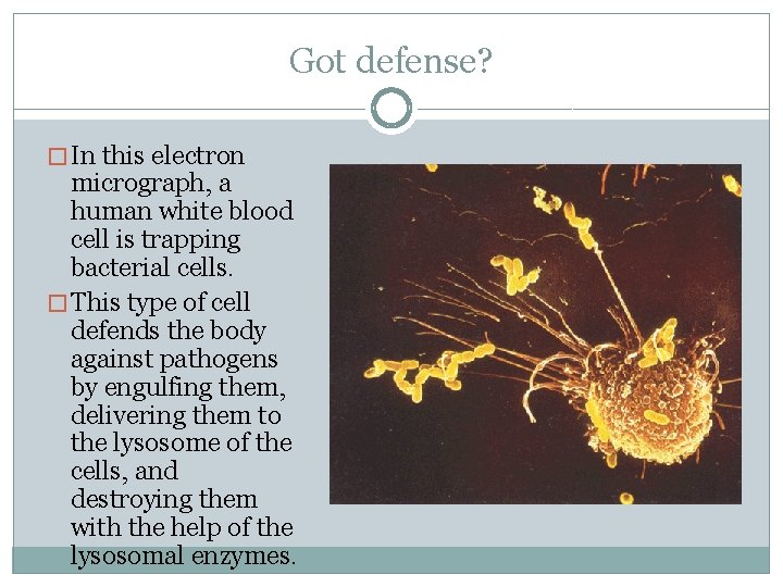Got defense? � In this electron micrograph, a human white blood cell is trapping