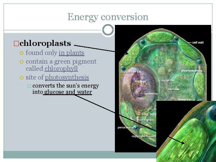 Energy conversion �chloroplasts found only in plants contain a green pigment called chlorophyll site