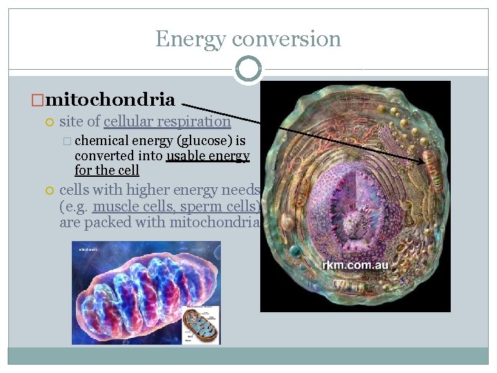 Energy conversion �mitochondria site of cellular respiration � chemical energy (glucose) is converted into