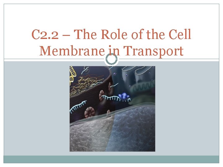C 2. 2 – The Role of the Cell Membrane in Transport 