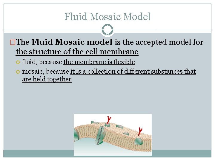 Fluid Mosaic Model �The Fluid Mosaic model is the accepted model for the structure