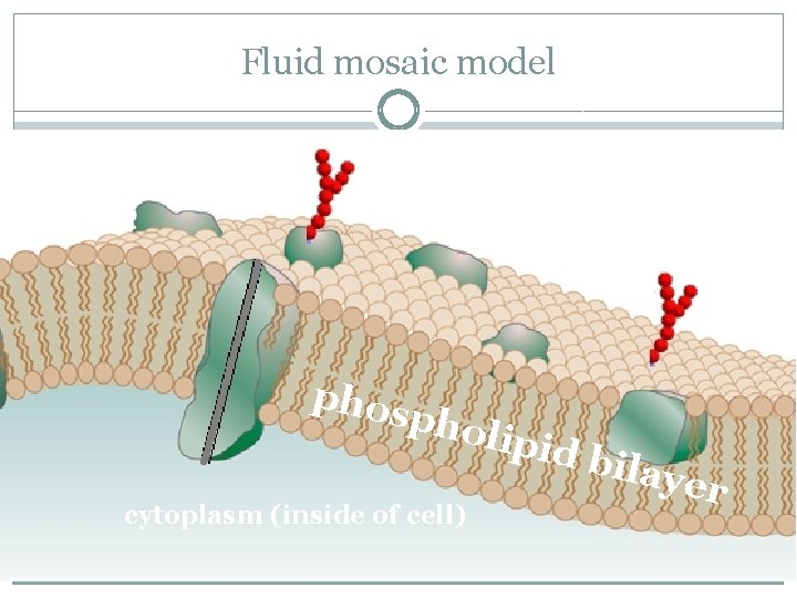 Fluid mosaic model proteins (help in transport) extracellular fluid (outside of cell) sugar molecules