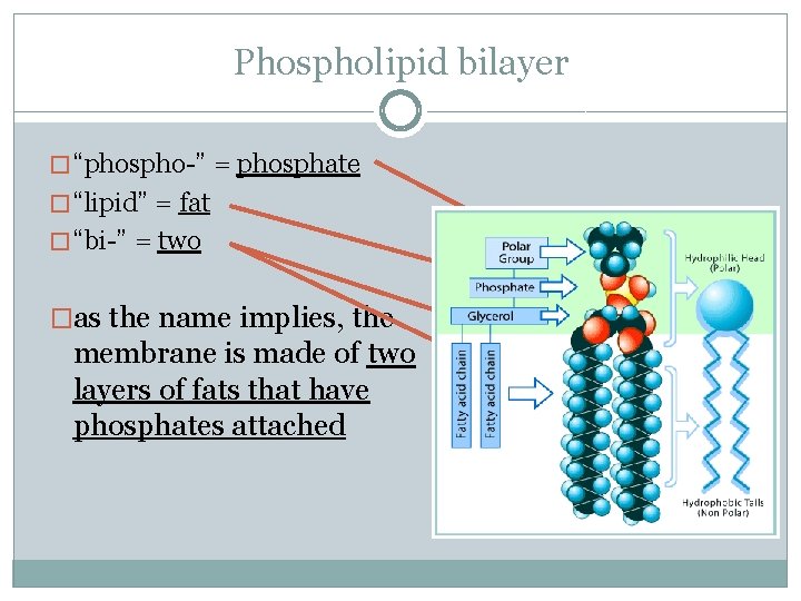 Phospholipid bilayer � “phospho-” = phosphate � “lipid” = fat � “bi-” = two