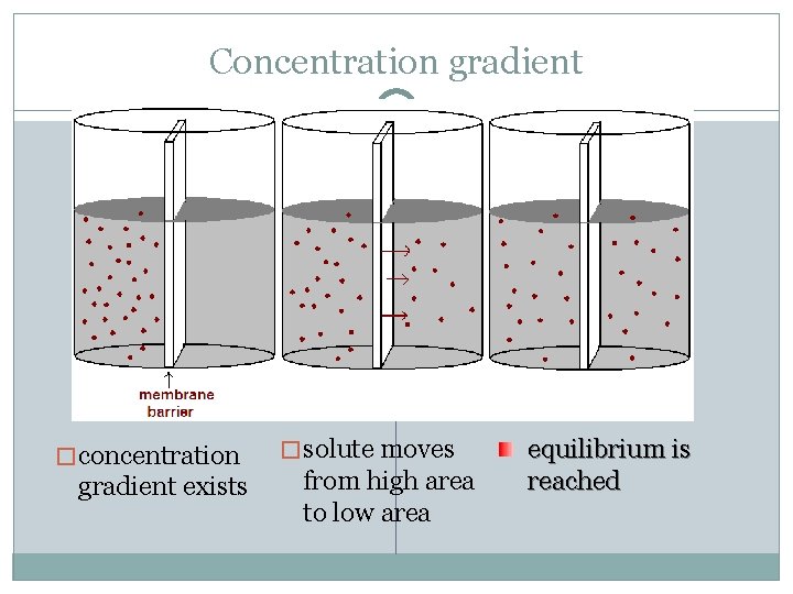 Concentration gradient � concentration gradient exists � solute moves from high area to low
