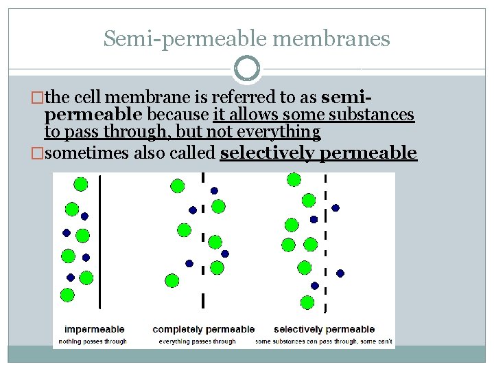 Semi-permeable membranes �the cell membrane is referred to as semi- permeable because it allows