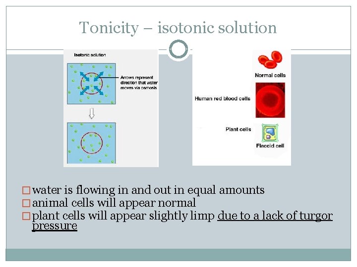 Tonicity – isotonic solution � water is flowing in and out in equal amounts