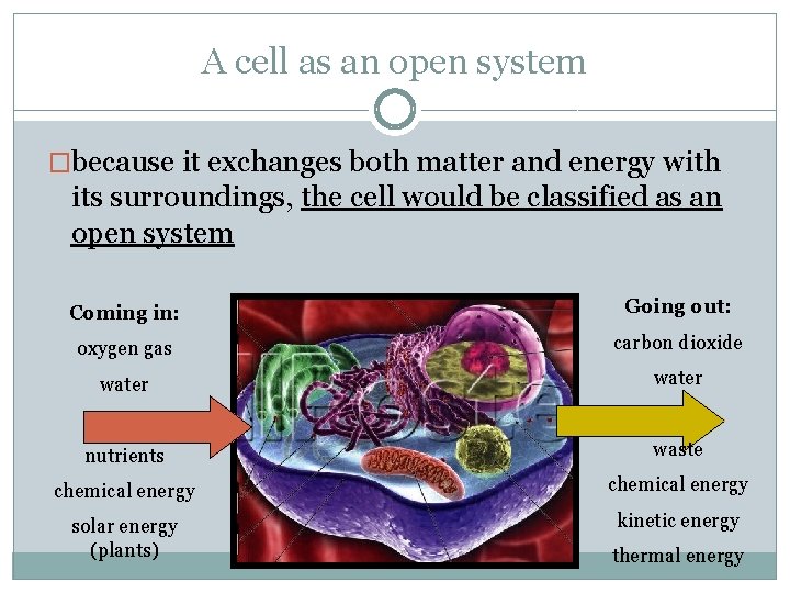 A cell as an open system �because it exchanges both matter and energy with