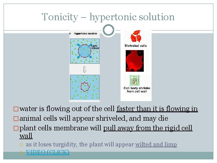 Tonicity – hypertonic solution � water is flowing out of the cell faster than