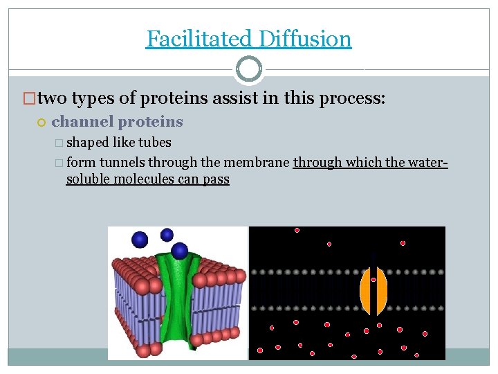 Facilitated Diffusion �two types of proteins assist in this process: channel proteins � shaped