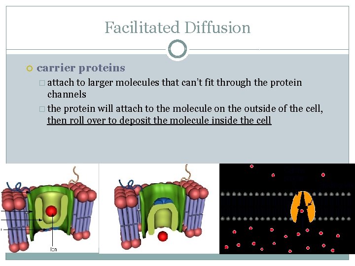 Facilitated Diffusion carrier proteins � attach to larger molecules that can’t fit through the