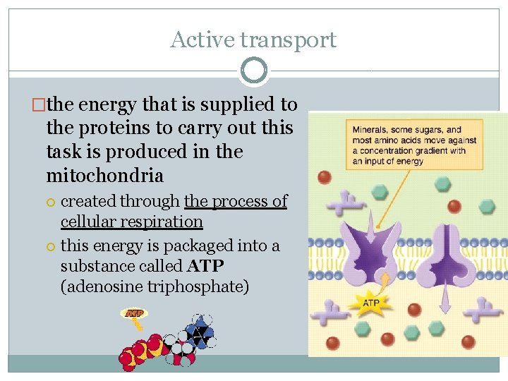 Active transport �the energy that is supplied to the proteins to carry out this