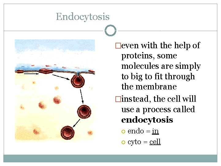 Endocytosis �even with the help of proteins, some molecules are simply to big to