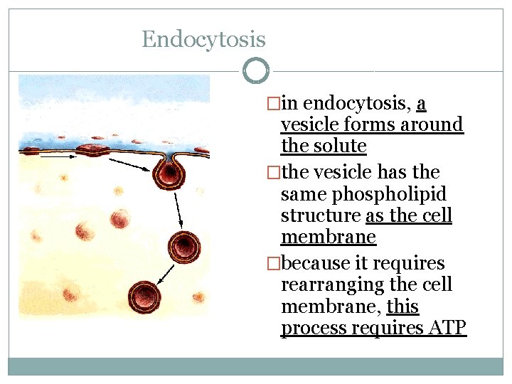 Endocytosis �in endocytosis, a vesicle forms around the solute �the vesicle has the same