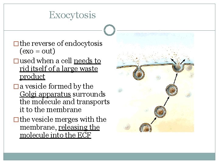 Exocytosis � the reverse of endocytosis (exo = out) � used when a cell