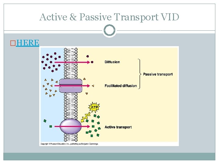 Active & Passive Transport VID �HERE 