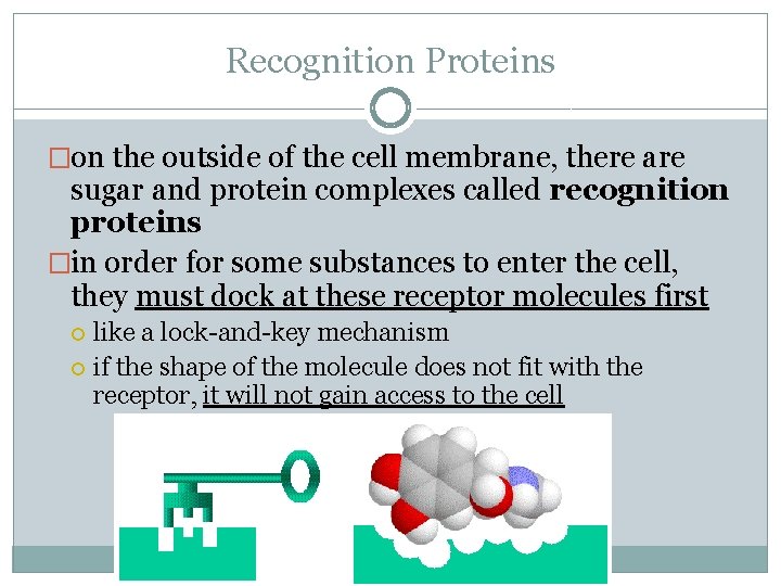 Recognition Proteins �on the outside of the cell membrane, there are sugar and protein