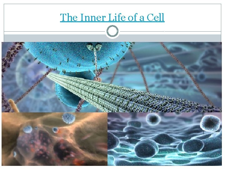 The Inner Life of a Cell 