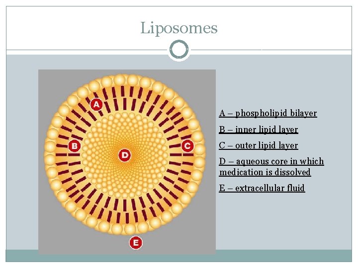 Liposomes A – phospholipid bilayer B – inner lipid layer C – outer lipid