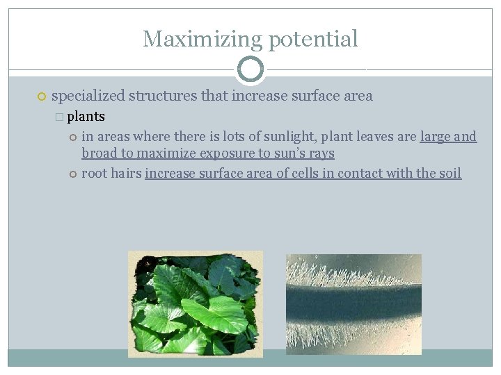 Maximizing potential specialized structures that increase surface area � plants in areas where there