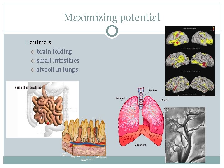 Maximizing potential � animals brain folding small intestines alveoli in lungs 