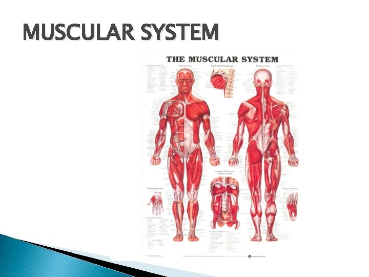 MUSCULAR SYSTEM 