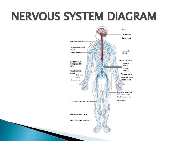 NERVOUS SYSTEM DIAGRAM 