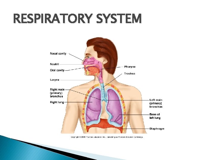RESPIRATORY SYSTEM 