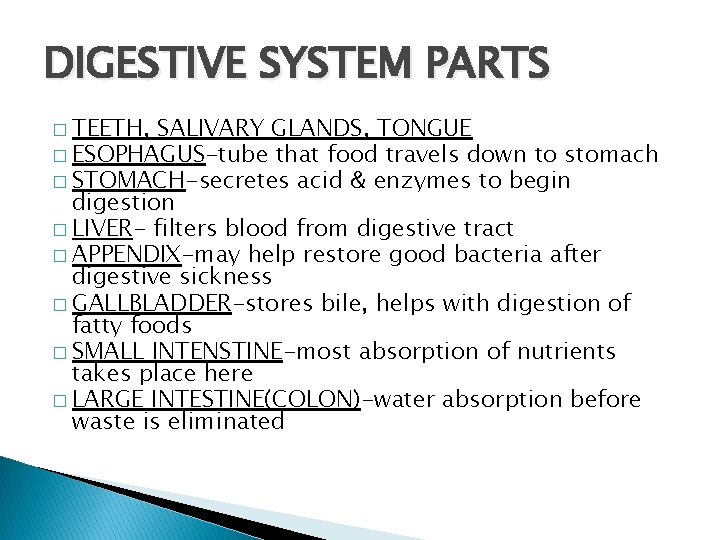 DIGESTIVE SYSTEM PARTS � TEETH, SALIVARY GLANDS, TONGUE � ESOPHAGUS-tube that food travels down