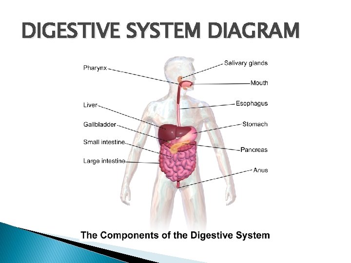 DIGESTIVE SYSTEM DIAGRAM 