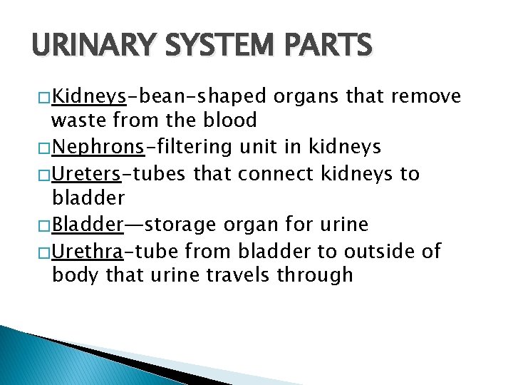 URINARY SYSTEM PARTS � Kidneys-bean-shaped organs that remove waste from the blood � Nephrons-filtering