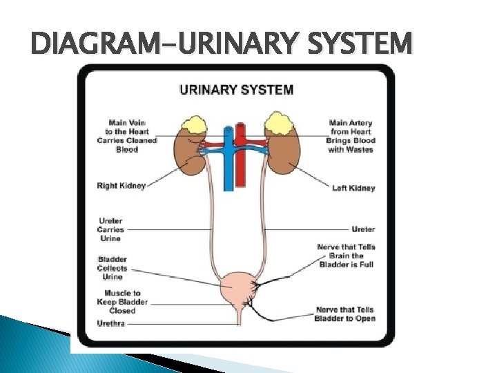 DIAGRAM-URINARY SYSTEM 