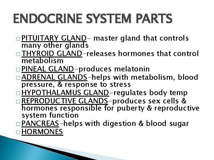 ENDOCRINE SYSTEM PARTS � PITUITARY GLAND- master gland that controls many other glands �
