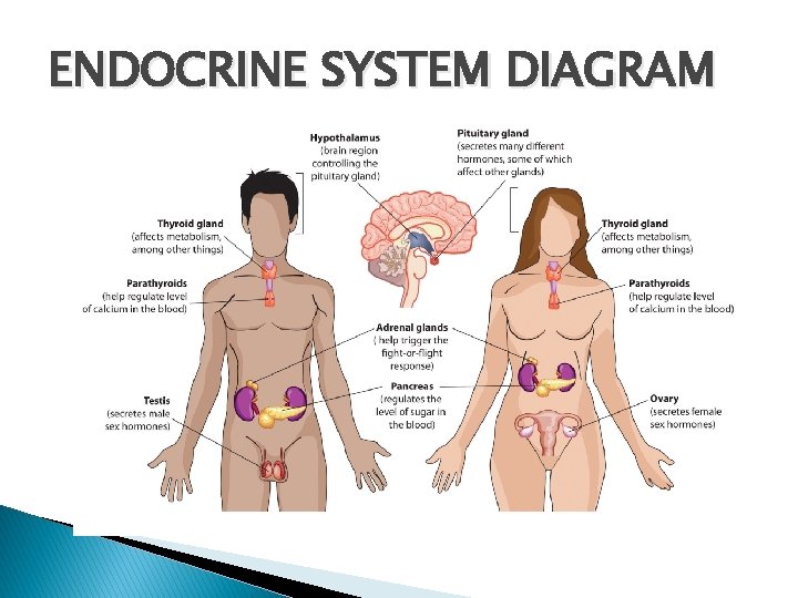 ENDOCRINE SYSTEM DIAGRAM 