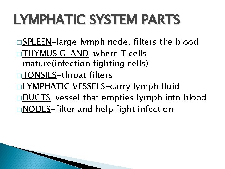 LYMPHATIC SYSTEM PARTS � SPLEEN-large lymph node, filters the blood � THYMUS GLAND-where T