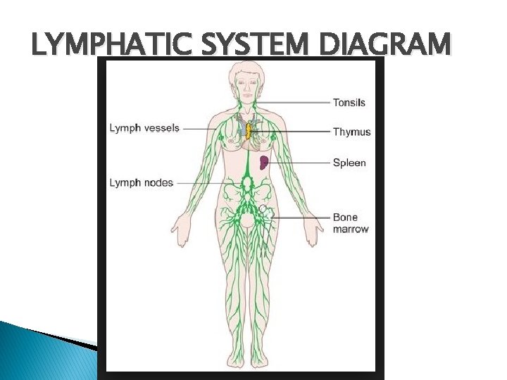 LYMPHATIC SYSTEM DIAGRAM 