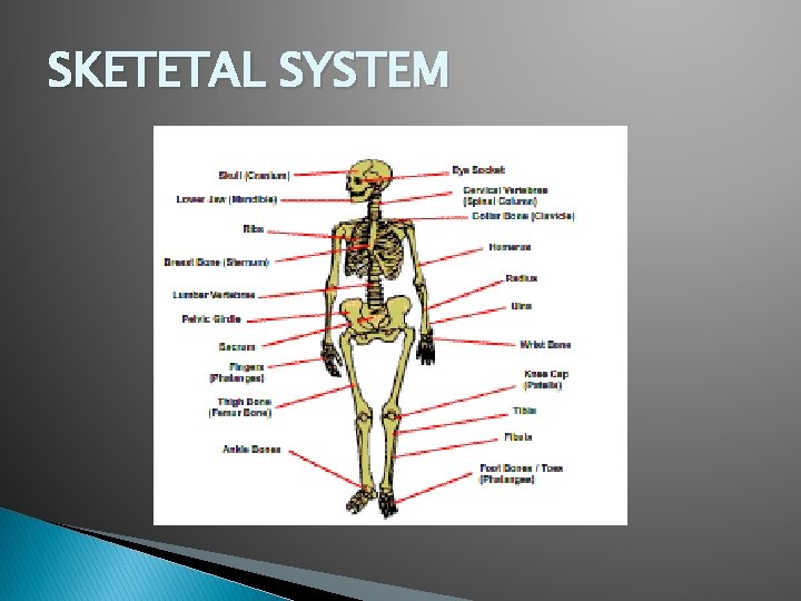 SKETETAL SYSTEM 