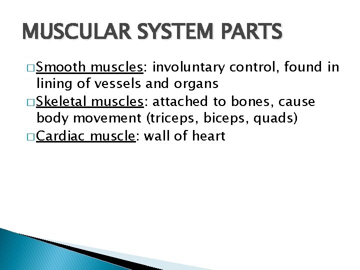 MUSCULAR SYSTEM PARTS � Smooth muscles: involuntary control, found in lining of vessels and