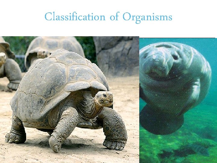 Classification of Organisms Bottlenose West Indian Dolphin Manatee Galapagos Tortoise Kingdom Animalia Phylum Chordata