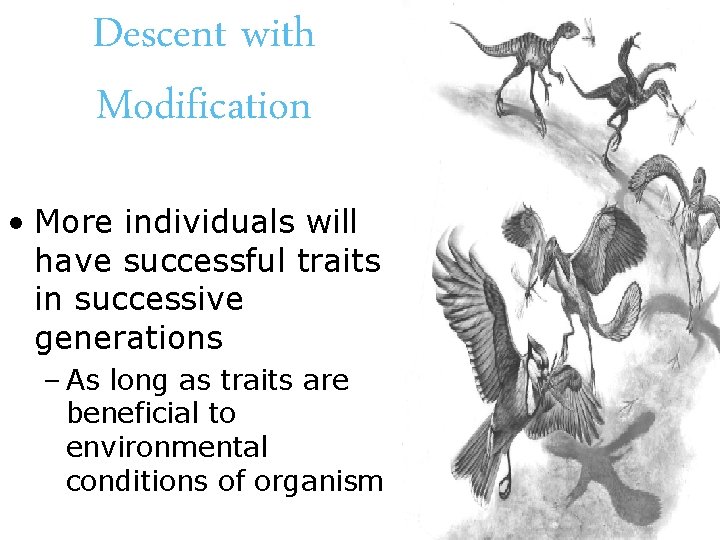 Descent with Modification • More individuals will have successful traits in successive generations –