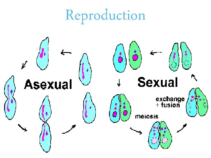 Reproduction • Reliable means of passing genetic information to offspring in all organisms •