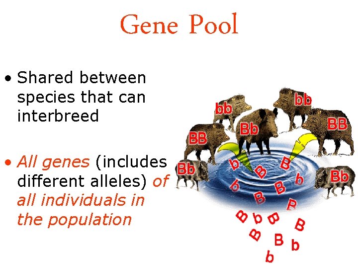 Gene Pool • Shared between species that can interbreed • All genes (includes different