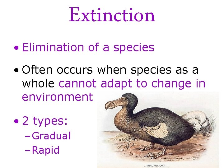Extinction • Elimination of a species • Often occurs when species as a whole