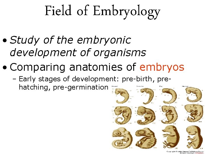 Field of Embryology • Study of the embryonic development of organisms • Comparing anatomies