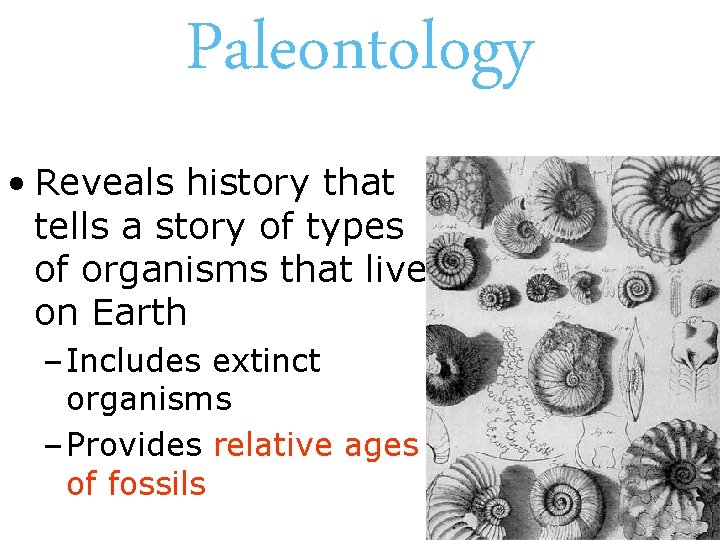 Paleontology • Reveals history that tells a story of types of organisms that lived