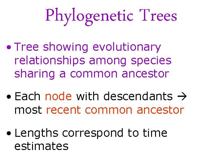 Phylogenetic Trees • Tree showing evolutionary relationships among species sharing a common ancestor •