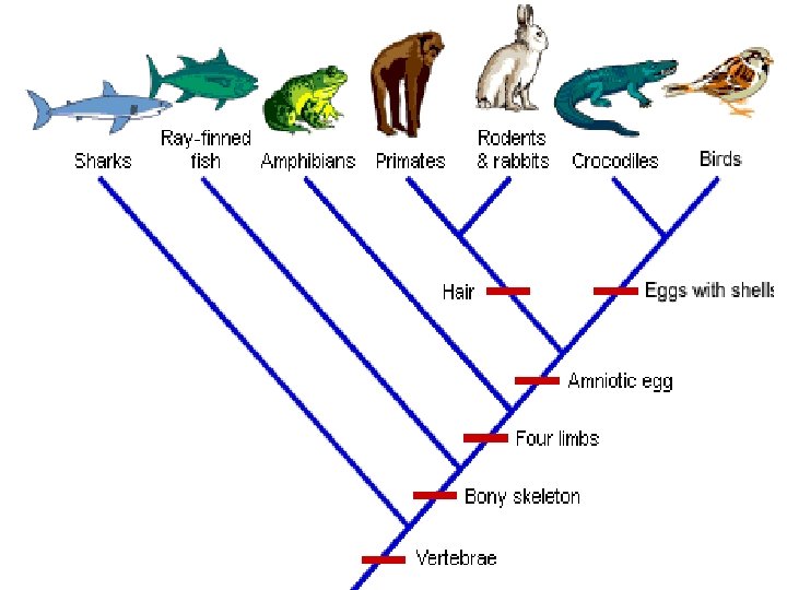 1. What structure do all organisms in this cladogram share? Vertebrae 2. What do